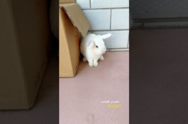 #rabbit #mycuterabbit #cutebaby #pets #cute #animals