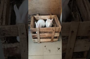 Lovely Bunny 2 baby#rabbit #bunny#cutebunny#khargosh#bhubanepets#petsvlog#love#like#cute#babybunny