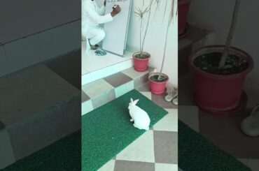 #rabbit #lifeisbutadream #cute #bunny #nothingimposibleinthisworld #pets #youtubeshorts