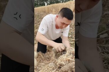 #cute #rabbit #animals #khargosh #funnyshorts #shortvideo #shortsviral