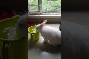 #cute #bunny #rabbit #pets #funny #love