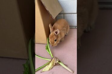 #mycuterabbit #rabbit #cutebaby #bunny #cute