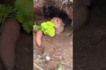 #cute #rabbit #cuteanimals #animals #satisfying #cow #naturesvoice #talkingnature #animalphotos
