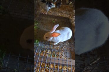 How Is The New Rabbit Doing? #rabbit