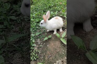 #cute #rabbit #shorts #shortvideo #animalshorts
