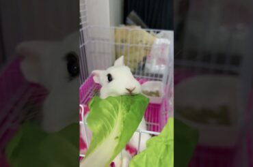 #rabbit #mycuterabbit #cutebaby #bunny #pets #cute