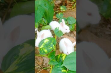 cute baby #rabbit #bunny #shorts #shortsfeed.