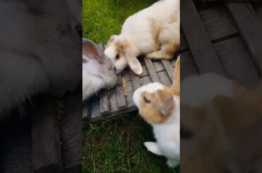 #rabbit #cute #bunny #pets #animals #kelinciberanak #animal #kelincikreatif #pet #cuteanimal