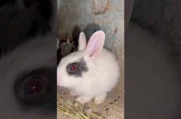 Cute Rabbit baby #airafatimavlog #cute #rabbitbaby #pets #pet #funny #shorts #shortvideo #shortsfeed