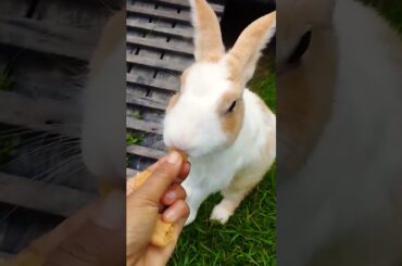 #cute #rabbit #bunny #pets #animals #kelincikreatif #cuteanimal #animal #pet #kelinciberanak