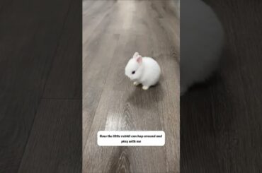 Rescue baby rabbit  #rabbit #pets #rescue #animals #shorts