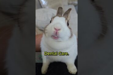 Why Do Bunnies Chew Everything? #petshorts #pets #cute #bunny #rabbits