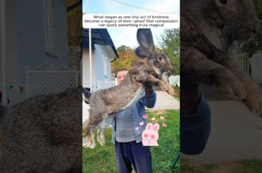 A kind man found a baby rabbit all alone by the road and adopted it #rabbit #animals #shorts