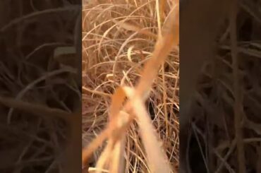 #rabbit #cute #bunny #animals #puppy #naturesvoice #animalphotos #cow #talkingnature #animalpictures