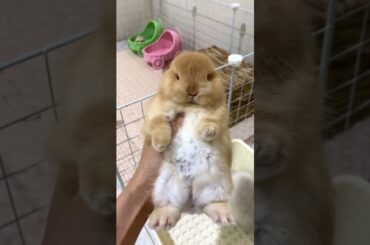 TOO CUTE TO BE REAL #bunny #mybunny #petrabbit #mycuterabbit #petbunny #funnybunny #cutebunny