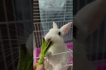 #rabbit #mycuterabbit #bunny #cute #pets #cutebaby
