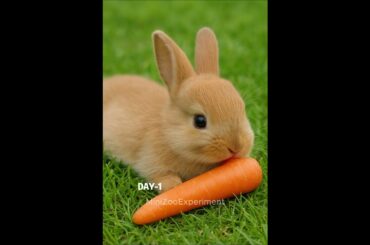 WOWW First Experiment!!! Flying Rabbit!!! #amazing #evolution #rabbit #animal #cute #bunny #trending