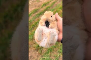 #rabbit #cute #bunny #pets #animals #naturesvoice #animalphotos #cow #talkingnature #animalpictures
