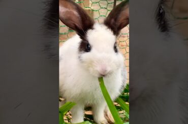 Cute Rabbit eat #cute #yummy #rabbit #rabbits #lovely #love #shortvideo #short #shorts #top #funny