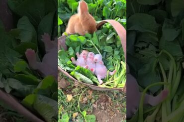 #rabbit #cute #bunny #pets #animals #naturesvoice #animalphotos #cow #talkingnature #animalpictures