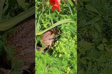 cute bunny shivering in fear