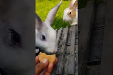 #rabbit #cute #animals #funny #cutebunny #kelinciberanak #animal #bunny #pet