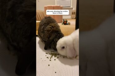 evening bunny routine! #pets #bunny #rabbit