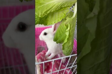 #rabbit #bunny #mycuterabbit #cutebaby #cute #pets #animals #food #cuteanimals