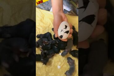 New baby born giving birth & #cute #baby #rabbit #shorts