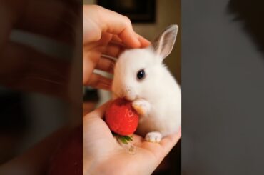 This Cute Bunny Won't Stop Snacking on Strawberries! #shorts #shortsviral #cute #rabbits #funny