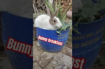 Bunny breakfast #bunny #rabbit #cute #ytshorts