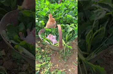 #rabbit #cute #bunny #pets #animals #naturesvoice #animalphotos #cow #talkingnature #animalpictures