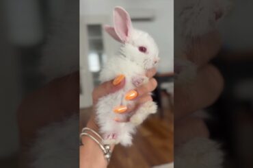 How old am i ? #rabbit #bunny #cute #shorts