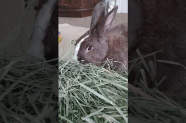 Cutie patooti #bunny #pet #cute #rabbit