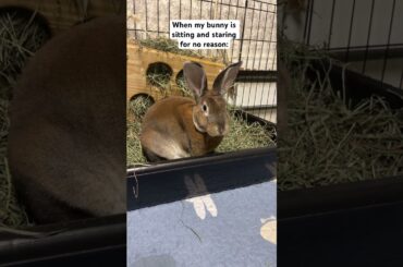 #bunny #cuteanimal #rabbit #cutebunny #pets #cutepet #funny #relatable #freeroamrabbit #freeroaming
