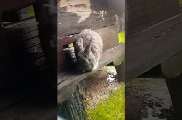 #rabbit #cuteanimal #bunny #cute #mybunny #cutebunny #shorts #everyone