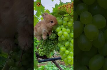 Cute Rabbit Videos That Will MELT Your Heart! | #cute #rabbit #pets #animals