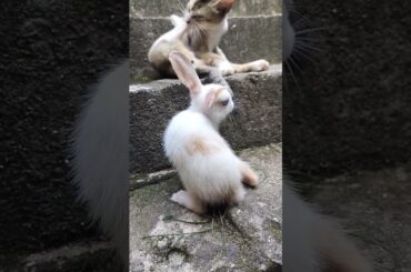 #cute #rabbit #shorts #animals #cat #catshorts #animalshorts #shortvideo