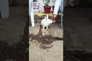 #rabbit #cute #bunny #youtubeshorts #animals #bunnyoftheday #bunnylifestyle #business