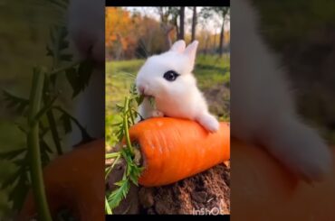cute bunny #animals #lovers #cute rabbit #shorts #youtubeshorts