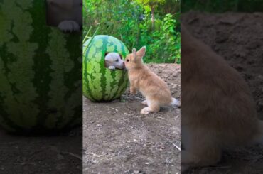 When Rabbit Meets Dog, Cute Rabbit, Little Cute Pastoral Pet