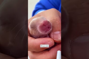 This girl accidentally saw a tiny creature lying on the ground, then...