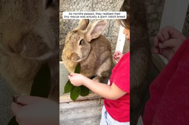The family found a helpless little bunny and adopted it #bunny #rabbit #animals #shorts