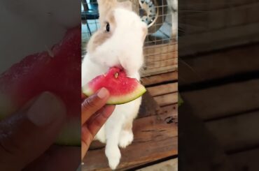 #cute #rabbit #animals #pets #cuteanimals #kelincikreatif #cuteanimal #bunny #kelinciberanak #pet