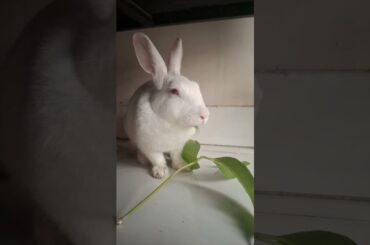 #song #punjabisong #mybunny #funny #mycuterabbit #bunny #pet #cute #rabbit #pets #trending #reels