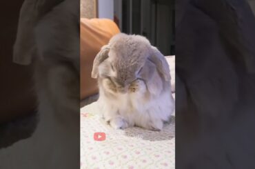 cute rabbit on the bed #trending #rabbit #shorts