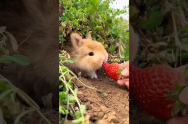 cute rabbit eating fruit