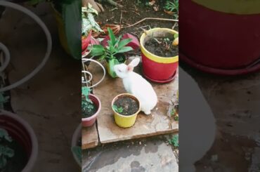 #gardening #plants #bonsai #youtubeshorts #rabbit #bunny #animals #cutebunny #bunnyoftheday #cute