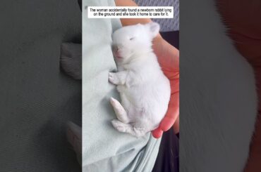The woman accidentally found a newborn rabbit lying on the ground and #rabbit #babyrabbit #animals