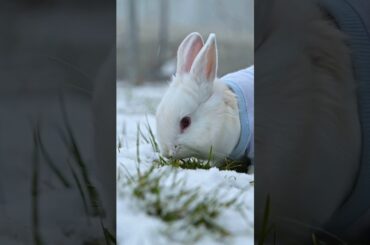 Cute and Funny Rabbit is Playing